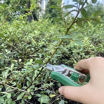 花卉30 Amazon.com : FLORA GUARD 6.5-Inch Floral Scissors, Zinc